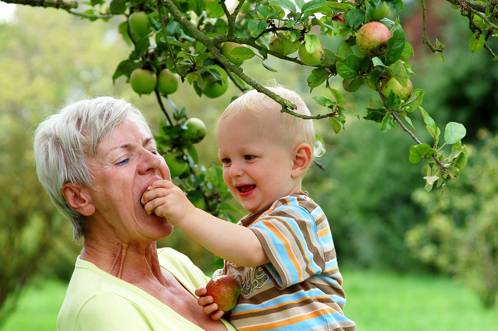 Радоваться бабушке. Бабушка на яблоне. Бабушка на яблоне читать. Старая яблоня и бабушка.
